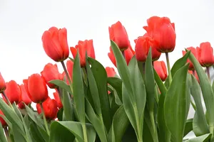 _MG_5101-Edit (1)